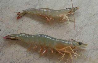 海虾养殖爆料视频教程全集,视频教程全集精华汇总  第3张